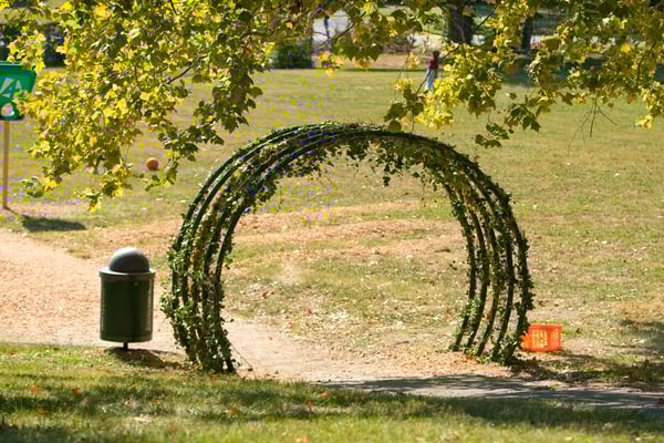 Vine Tunnel 3